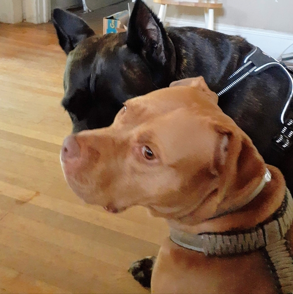 🇺🇦 Amanda B_Posh Ambassador - Picture 4 of 15